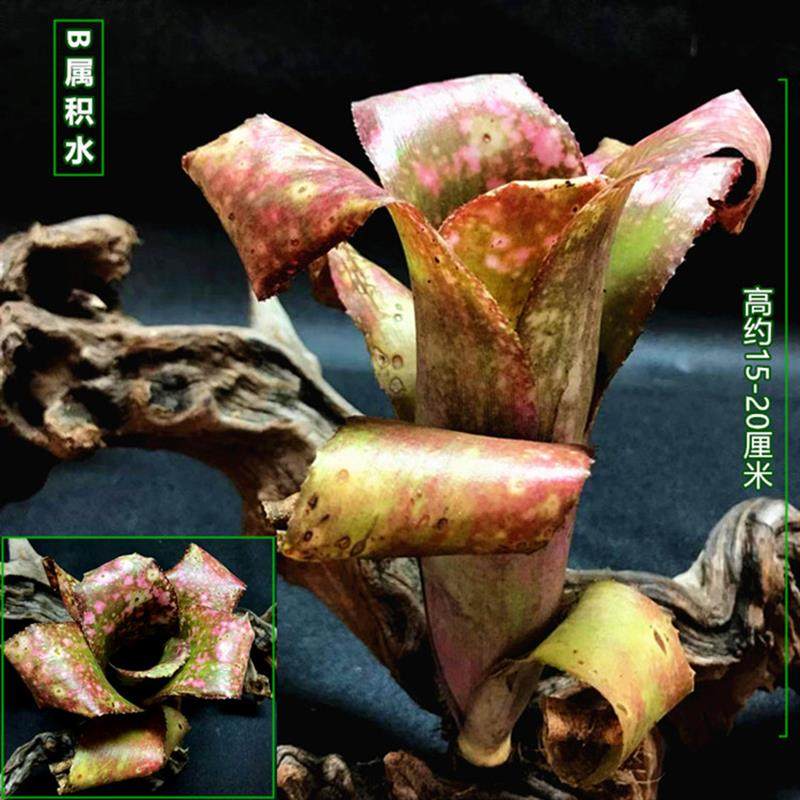 积水凤梨琳达五彩凤梨爬虫缸水陆生态水草常用缸造景雨林植物