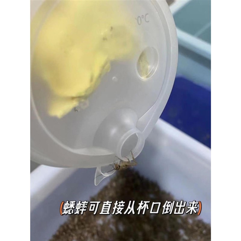 奶茶杯装无菌白蟋蟀活物爬宠饲料油葫芦蛐蛐蜥蜴守宫龟蛙营养食物