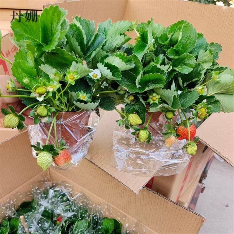 超级大丹东99草莓苗盆栽冬季巨无霸玄玉奶油草莓苗秧新苗原土原盆