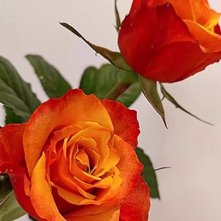 速发切花火焰月季室苗开花特大花橙黄玫瑰花花内台四季盆栽花卉欧