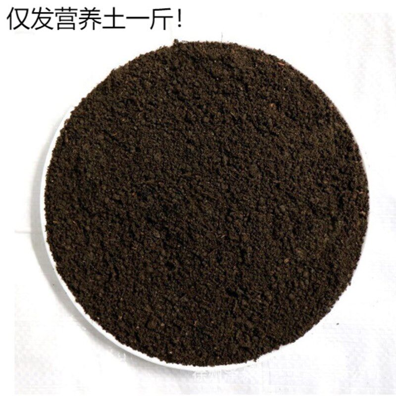 速发发财树小盆栽植青室内绿植办公好养盆客厅四季常物招财树辫子