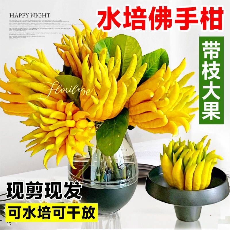 速发水培植物鲜切带果佛手柑新鲜现摘水植佛手瓜室内绿果盆栽插花