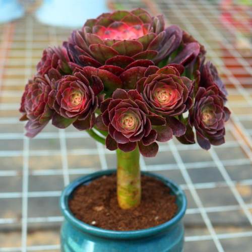 速发大颗植养圣节法师老桩多肉植物精品台气观净化空美盆栽绿好花