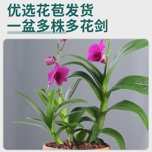 速发石斛兰盆物带花冬季紫色花卉植栽室名花带花苞台内贵兰花易养