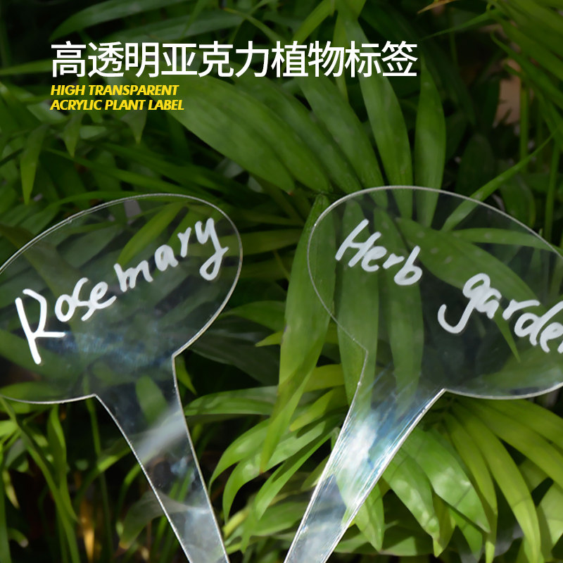 速发植物花名花签小插牌盆栽亚多力标盆园艺花卉绿植克肉透明标识