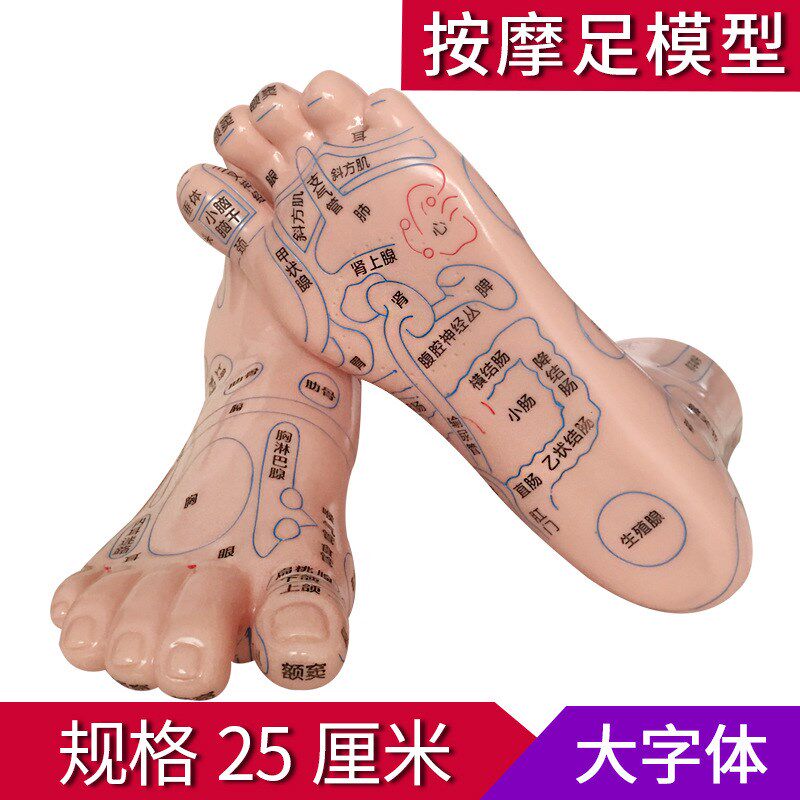 速发足部按摩模型足底反射区穴位工具器脚材足疗推拿养生点穴教学