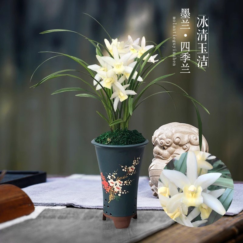 速发兰花苗带花苞盆栽四季室内花卉绿植兰浓香型冰清玉洁紫露建兰