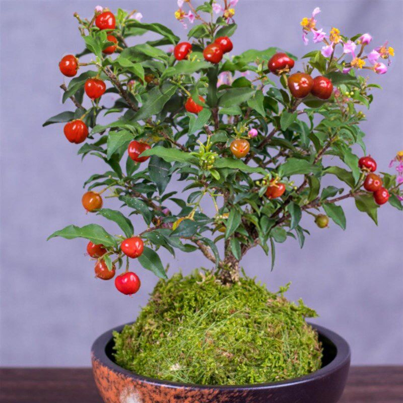 速发苔物球樱卉盆栽植藓室内花桃办公室桌面小绿植好养开花结果