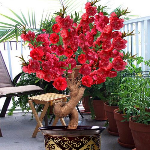 耐寒 精品寿星桃梅盆景盆栽 带花苞E 可观花可观果 阳台庭院花卉