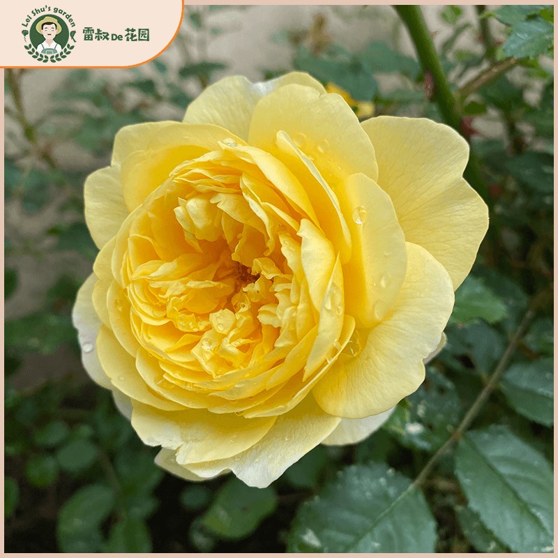 雷叔的花园e诗人之妻月季花苗灌木金黄色大花浓香阳台庭院盆栽月