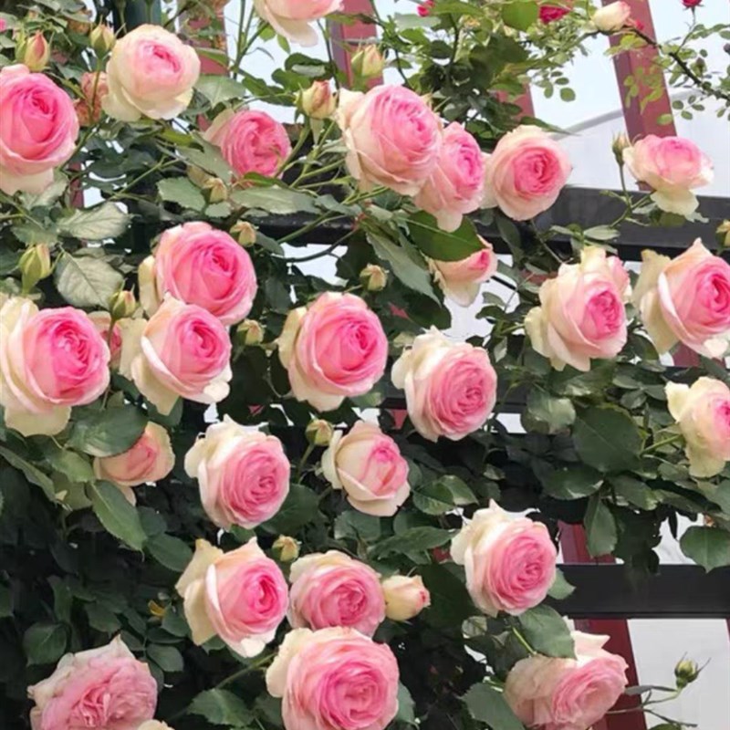 粉龙1.4到1m.5米左右土球发货颜值爆表拱门花墙