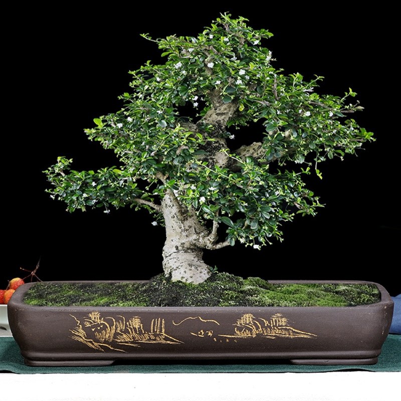 紫砂花盆假山盆景盆造景无孔浅盆室内长方形O吸水石盆老桩陶瓷花