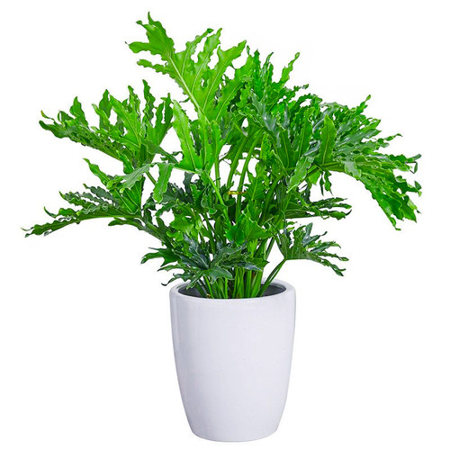春羽大盆栽植物水培老桩办公x室内绿植龟背竹耐阴四季常青观叶植