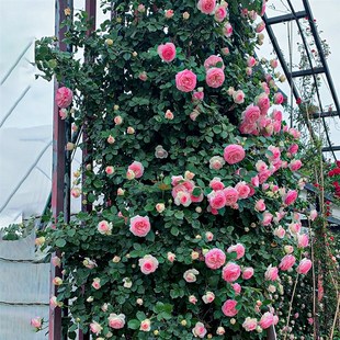 粉色龙沙宝d石藤本月季 攀援阳台庭院花园植物花卉盆栽苗
