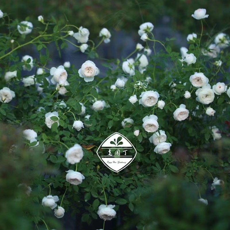 绿园美植b  小抒情曲 河本藤本月季白色抗病庭院盆栽花墙拱门爬,鲜花速递/花卉仿真/绿植园艺,月季/蔷薇/玫瑰,淘宝优惠券,粉丝福利购,淘宝优惠卷