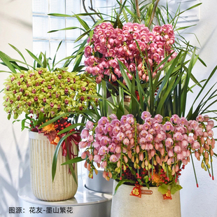 大花蕙兰花盆栽苗虹越办公室内客厅窗台阳台N多年生草本花卉苗兰