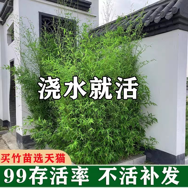 观赏竹子苗庭院耐寒四季青名贵竹子盆栽J室内紫竹苗景观绿罗汉金