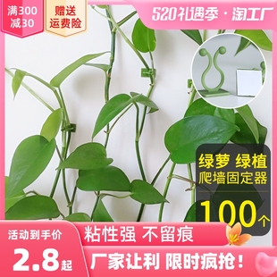 现货速发绿萝爬墙固定器绿植攀爬夹子卡不伤墙挂钩卡扣强力家用免