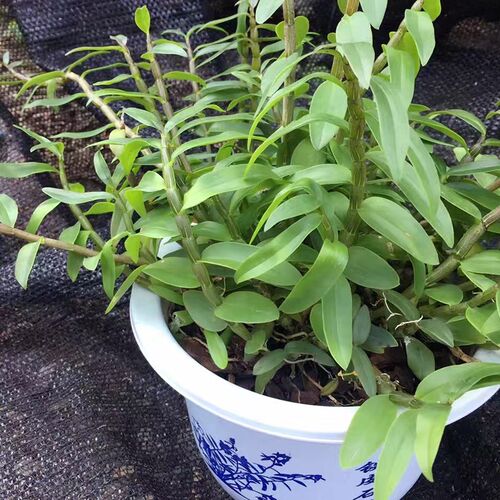 雁荡山铁皮石斛盆栽带盆 t驯化苗红杆软脚室内绿植小植物30株以上