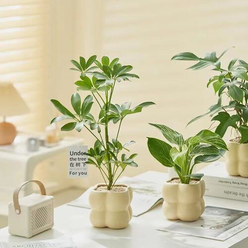 适合放客厅d的绿植绿萝发财树文竹九里香花卉盆栽植物室内薄荷富