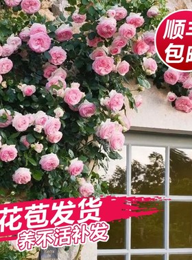 速发藤本月季爬藤大苗蔷薇花苗特大花庭院爬墙四物植季开花卉盆栽