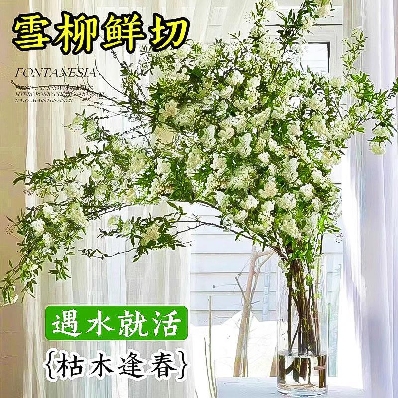 速发雪柳鲜枝干枝水内水培植物室养客厅花卉龙柳盆开遇水栽花吊钟