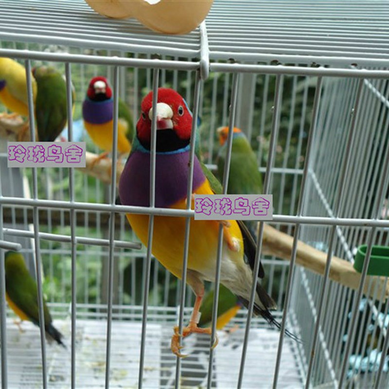 速发七彩文  鸟 鸟 珍珠鸟 五彩 金  绿背背 白背鸟文鸟