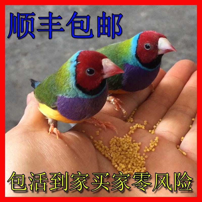 速发鸟手养鸟鸟背彩文蓝十姐妹鸟珍珠鸟绿背 金七 鸟背