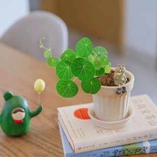 速发山乌龟多藤植物室内盆栽花卉带盆稀有品种名贵一见爬肉罕叶龟