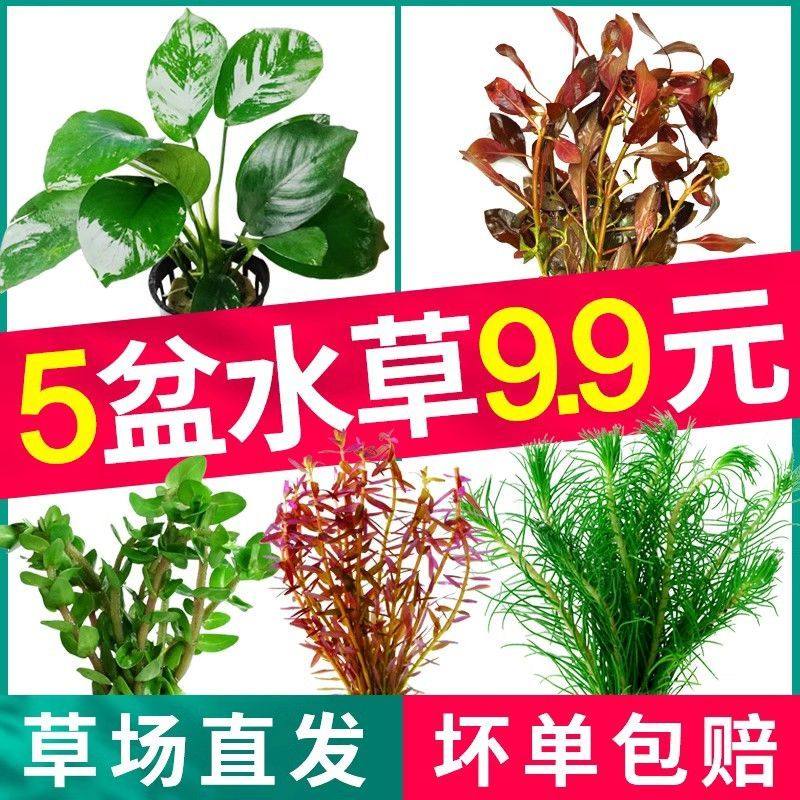 速发鱼缸绿草植物真泡造景套餐水菊阴性蜈蚣冒草莫斯前景新手水榕