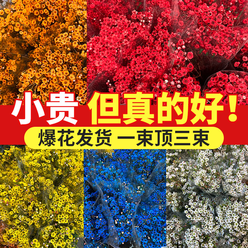 速发澳洲腊梅鲜切花束客厅水养干花插花云南基地直发摆件年宵真花