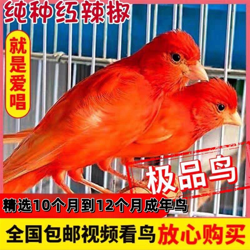 速发玉丝鸟金鸟雀山东黄辣椒红绿桂皮芙蓉鸟活鸟扬白州玉鸟包邮