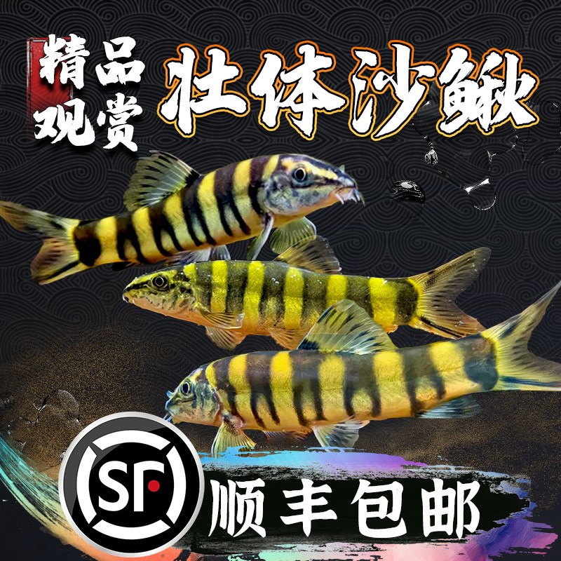 速发吃体沙鳅原生冷水粪漓江副鳅清道夫工具鱼壮残渣鱼便清洁鱼