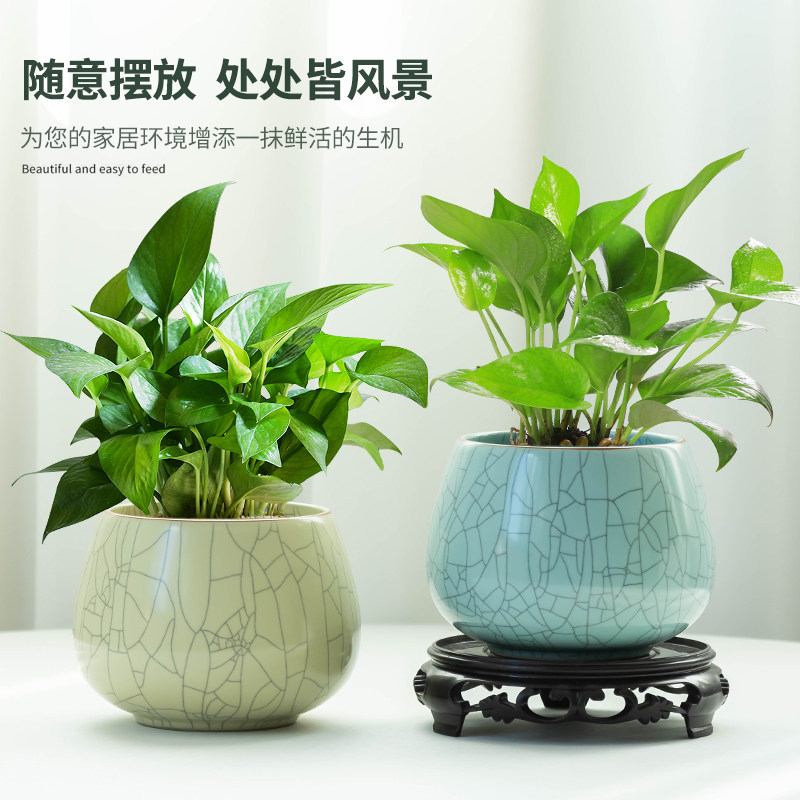 速发绿萝水培哥窑冰裂缸水养植物无盆家用客绿水培厅植花孔器皿