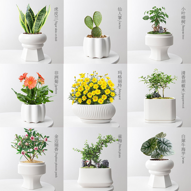 速发新款花蝶陶瓷盆蝴盆植简约风创意月季花盆绿兰盆大号