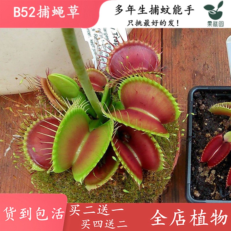 B52捕蝇草【四季驱蚊食虫植物盆栽食人花大食虫草捕蚊绿植盆栽】