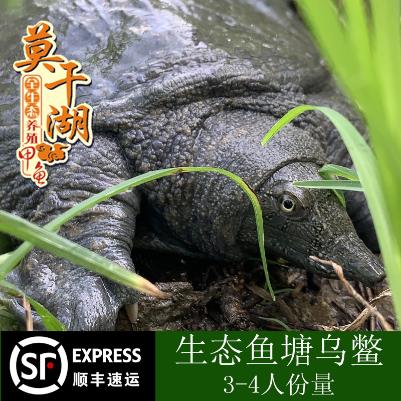 现货乌鳖德清黑甲鱼滋补黑乌鳖苗中华鳖 外塘放养团鱼老鳖 鲜活送
