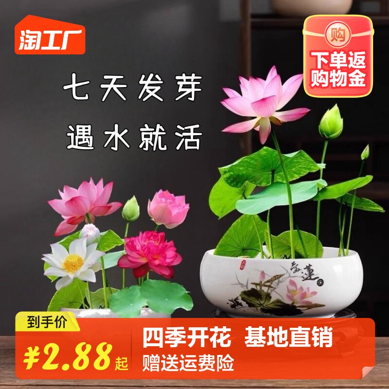 现货速发碗莲水培植物花卉室内好养四季开花籽办公室水培荷花睡莲