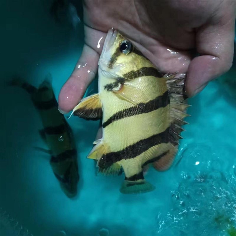 速发虎鱼活鱼泰国虎鱼印尼三纹苏虎鱼泰北四纹鱼苗观赏鱼龙鱼配鱼