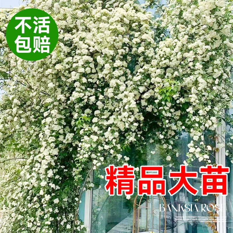 速发白木香花苗爬藤植物花卉重香红薇木瓣花庭院蔷黄四季开花盆栽