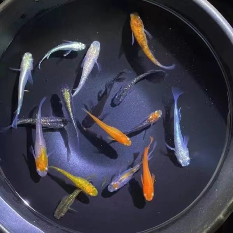 速发观背青鳉鱼鱼卵随机鱼原生鱼锦鳉淡水观赏鱼耐活冷水鱼苗观赏