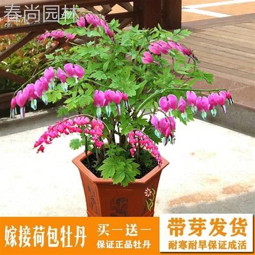 现货速发荷包牡丹锦囊花铃心草兔儿花耐寒耐热好养耐活浓香型花卉