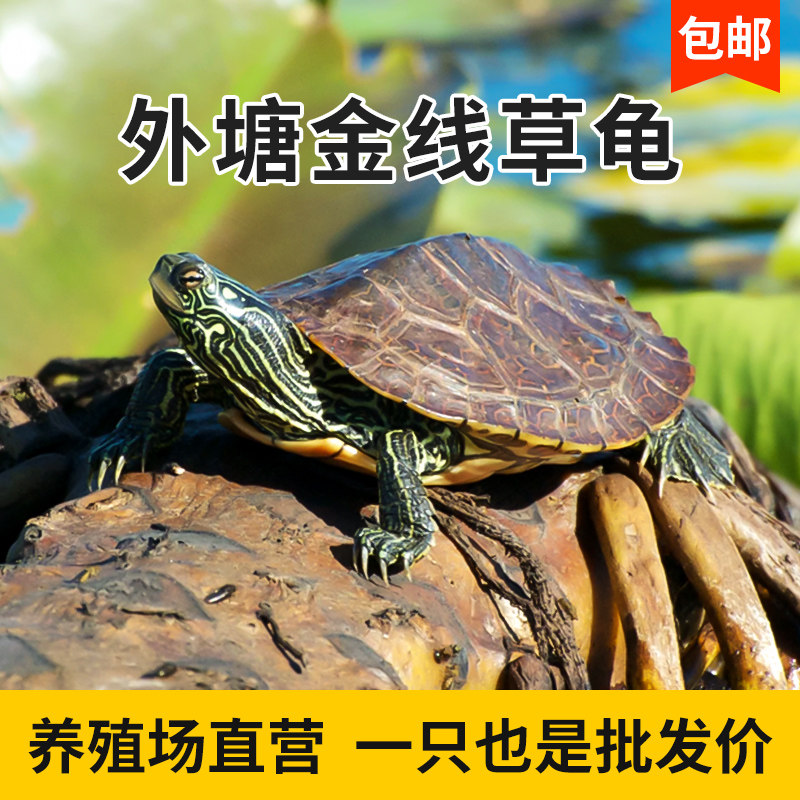 速发小乌龟活物鳄龟龟中华草龟活龟观赏墨龟长寿龟蛋龟苗幼体套餐