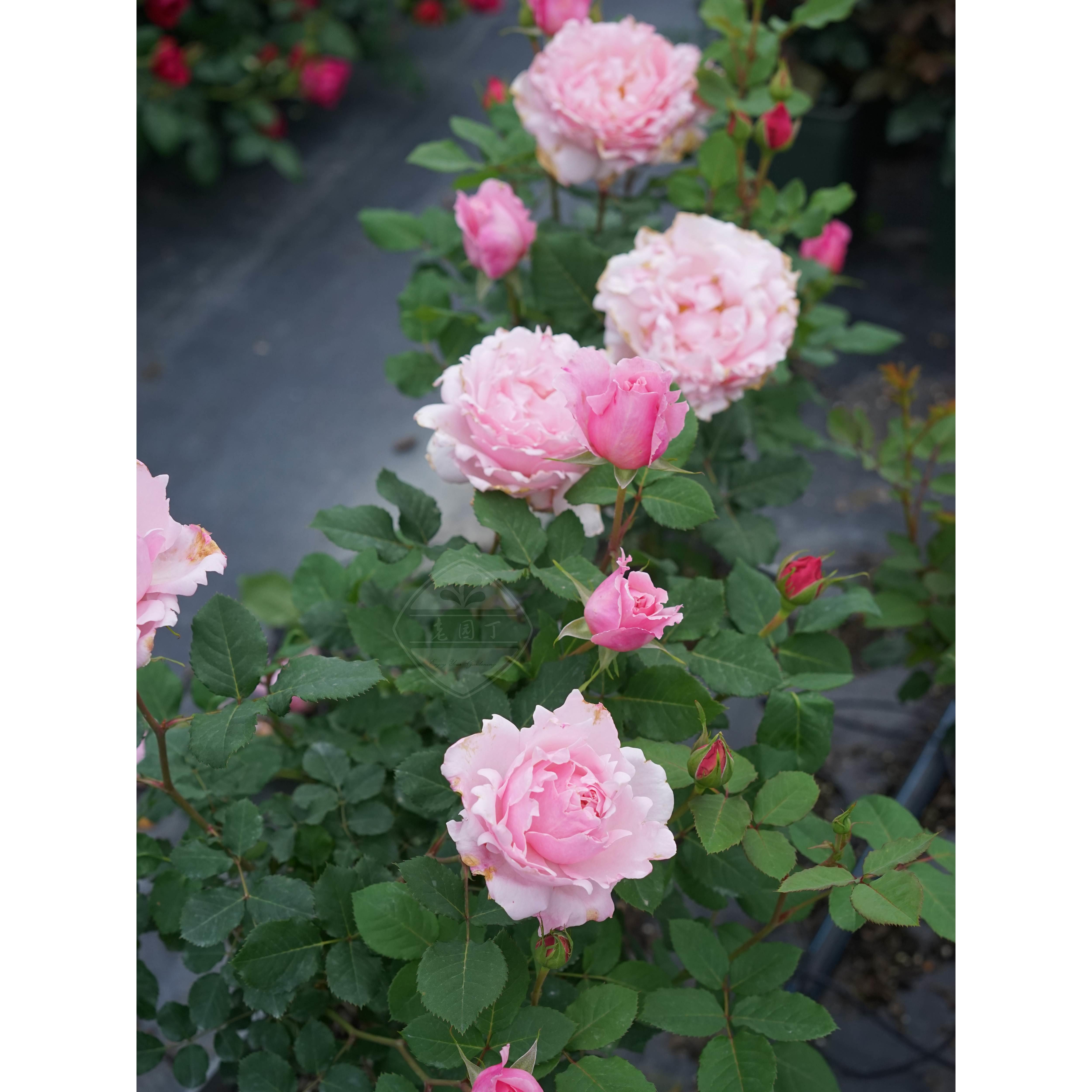 索菲罗莎 粉色大花波浪边浓香直立 灌木月季 老园丁庭院盆栽花卉
