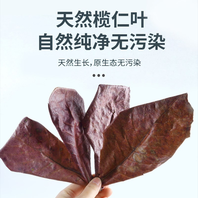 现货速发榄仁叶斗鱼懒人叶揽仁叶橄榄叶ph调节鱼缸降酸泰国酸碱度