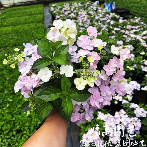粉色(落)逃跑绣球n新品爬藤阳台种植庭院耐寒花卉盆栽丰花多年生