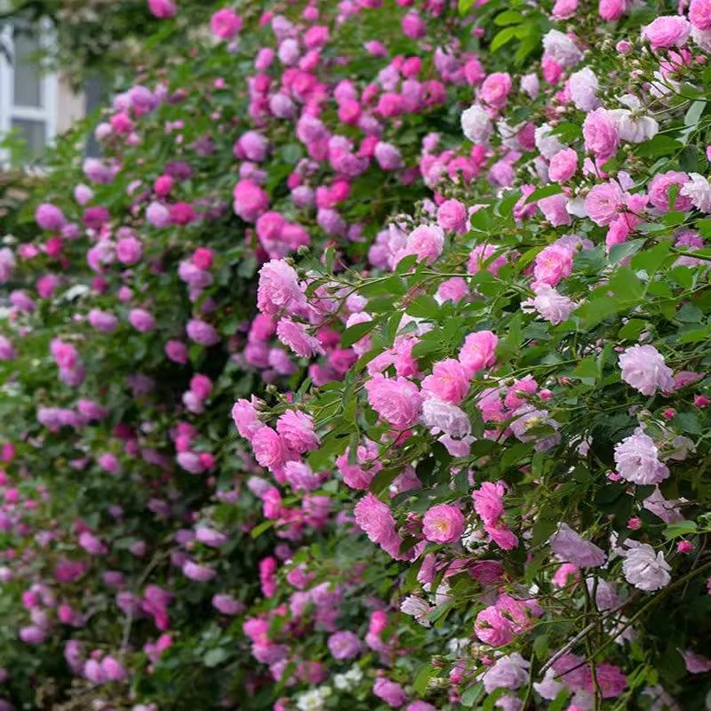 庭院爬藤少刺蔷薇花苗七姐妹粉白色重瓣藤本爬墙攀U缘植物四季花,鲜花速递/花卉仿真/绿植园艺,月季/蔷薇/玫瑰,淘宝优惠券,粉丝福利购,淘宝优惠卷
