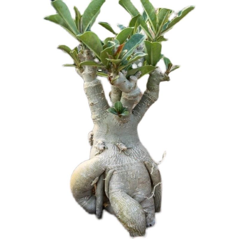 沙漠玫瑰怪根复瓣老桩喜阳耐旱H勤花爆花绿植盆栽园艺,鲜花速递/花卉仿真/绿植园艺,绿植,淘宝优惠券,粉丝福利购,淘宝优惠卷