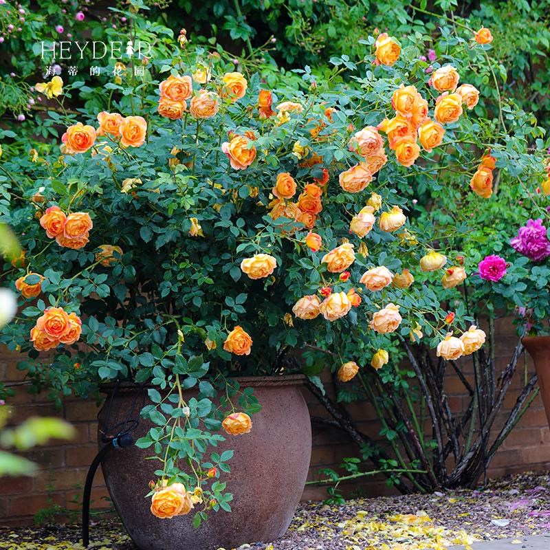 月季花苗a盆栽果汁阳台蓝色阴雨粉色龙沙宝石爬藤玫瑰花