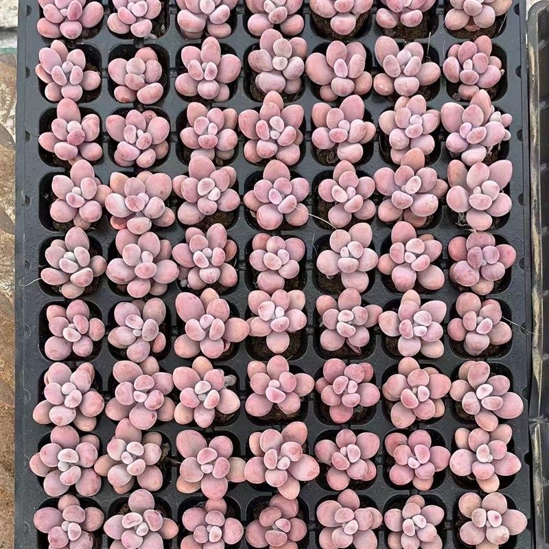 多肉植物桃蛋穴盘苗,一盘1w05颗,质量如图,实拍 带穴盘发货,鲜花速递/花卉仿真/绿植园艺,多肉植物,淘宝优惠券,粉丝福利购,淘宝优惠卷